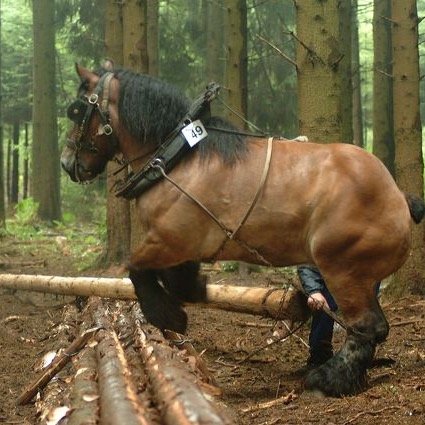 Redhilltreecare's profile picture. 