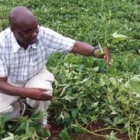 Kirimi Sindi (@ag_economist) 's Twitter Profile