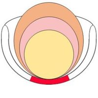 Society for Pelvic Research (@soc4pelvicres) 's Twitter Profile