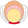 Soc4PelvicRes's profile picture. Scientific society for career basic and translational scientists interested in normal function and benign disease states of the pelvic viscera and pelvic floor