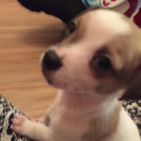 Buddy (@luckybuddydog1) 's Twitter Profile