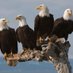 U.S. Government 4B (@officialus1776) Twitter profile photo U.S. Government 4B (@officialus1776) Twitter profile photo