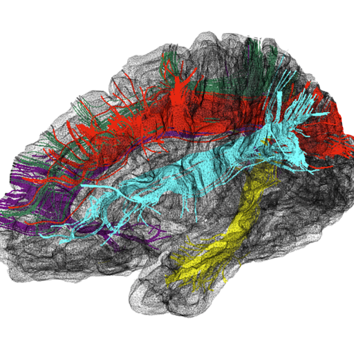 Computational neuroscientist from Ireland. Research: Cognition, Anatomy & Neural Networks lab @bristolcnu. Outreach: Social inequality, resilience & the brain.