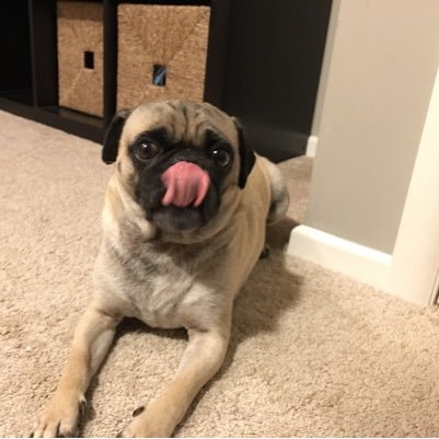 SpencertracyPug's profile picture. Just living the #pug life and looking for my Katherine Hepburn.