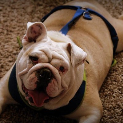 Bulldoggirl444's profile picture. luver of English bulldogs. RN/MSN/MBA