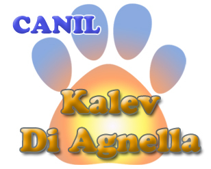 canilkalev's profile picture. 