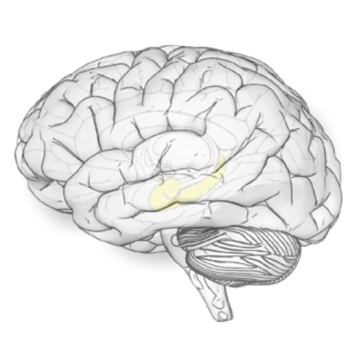 cognitive neuroscientist / learning, memory, amnesia, + (un)consciousness. Past @ucl @imperialcollege