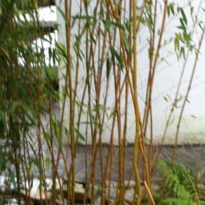 der bambus