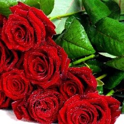 Video Based Platform for Flowers Worldwide. From Grower, Wholesale to Retail and Consumers. See Flowers Before You Buy.