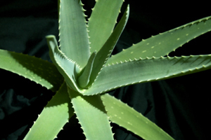 AmazingAloe's profile picture. Amazing Aloe Vera, 4 Good Health, Wealth & Happiness. In2 natural, clean n green. Healthy in mind, body & soul, that’s my goal! But lets not get boring, hey!