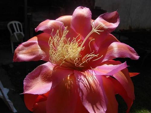 Hola mi nombre es Patricia, vivo en Berazategui, provincia de Buenos Aires, tengo un pequeño vivero que se especializa en exoticas