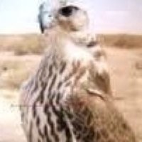 موقع الشراطين الرسمي (@alsharateen) 's Twitter Profile Photo