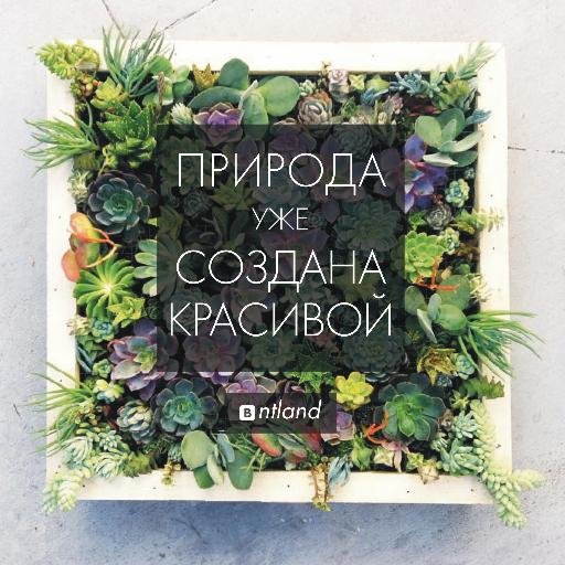 ntland_ru's profile picture. студия ландшафтного дизайна