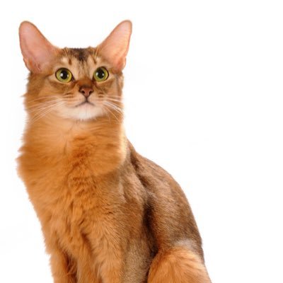 TheRedFoxyyTom's profile picture. [[I'd die for my clan...would you?]] Bold, honest, funny, sarcastic ,brave |12 Moons|Tom|Mate: @GorgeousBurden |Theme song :Linked|