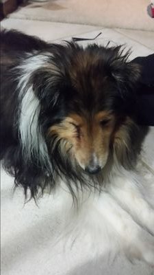 cheykujo's profile picture. 