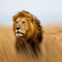 DArslanian (@darslanian) 's Twitter Profile Photo