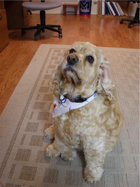 AmiSpaniel's profile picture. I'm a fun loving boy cocker spaniel (my name catches people off) that loves to play! I'm super loveable, and I love to eat! I will be 6 yrs old in October!