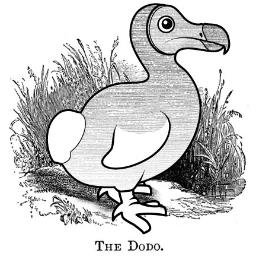 DedodoestDodo's profile picture. I'm a Dodo. Duh.