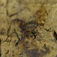 Pseudoscorpion UK (@pseudoscorpuk) 's Twitter Profile