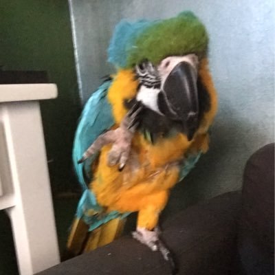 Nero - the bird.. the parrot.. the cockatoo?? RESCUED BG MACAW @bonierrez