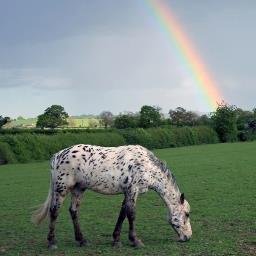 Dog and horse friendly luxury holiday cottages, #Thirsk  #NorthYorkshire under the big White Horse of #Kilburn in James Herriot country.