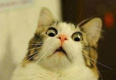 chelseago123's profile picture. 