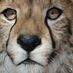 Cango Wildlife Ranch (@cango_wildlife) Twitter profile photo