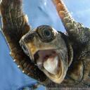 Dan Berk - @dlberk - Twitter