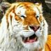 Jose Cardinali (@cardinalijose) Twitter profile photo Jose Cardinali (@cardinalijose) Twitter profile photo