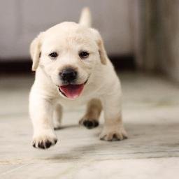 pet__concierge's profile picture. 