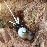 The Island Bird (@theislandbird) 's Twitter Profile