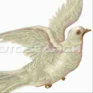 ameerhabib's profile picture. 