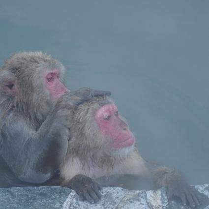 温泉が大好き♨特に露天風呂や野天風呂が最高😃⤴⤴解放感たっぷりで癒されます。不定期に全国を回っています！気に入った温泉があったらつぶやきますのでチェックしてね🎵