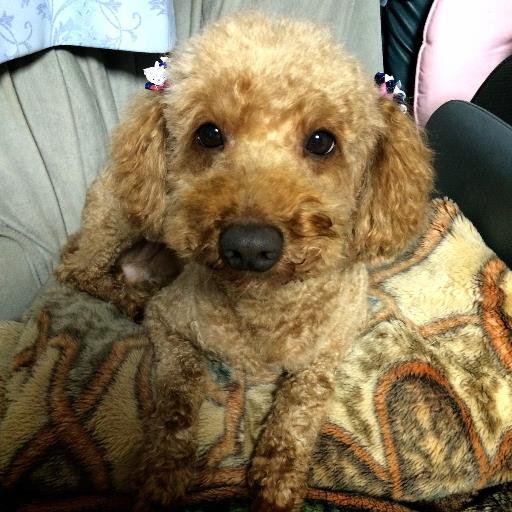 tf10kofa's profile picture. 