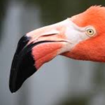 I'm a gamer, I play most games from Action to horror- but no Fifa - follow me for daily updates on gaming and I will be streaming also !