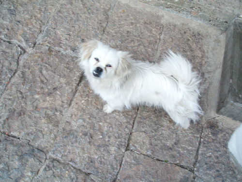 tanniko's profile picture. 