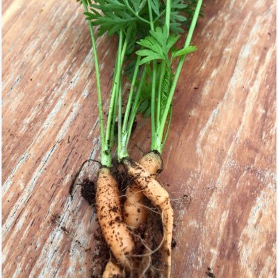 roofvegetables's profile picture. My friends are tired of having to look at pics of my Amsterdam rooftop garden, so I decided to share them on Twitter.