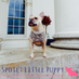 Spoilt Little Puppy (@spoiltpuppy) Twitter profile photo