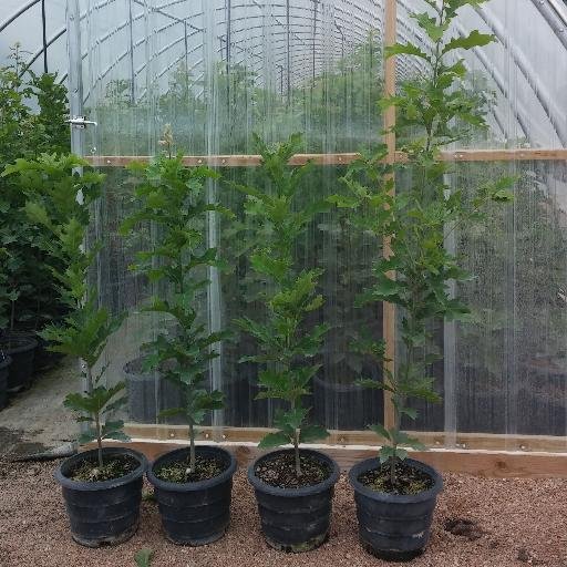 Native tree and shrub nursery specializing in trees grown in the RootMaker system.