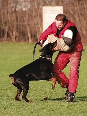 andorabsolut's profile picture. Dobermann kennel Andor Absolut's