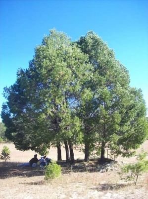 Sierra de la Laguna, montaña más alta de Baja California Sur con una elevación de 2070 metros sobre el nivel del mar. Reserva de la biósfera. Unesco.