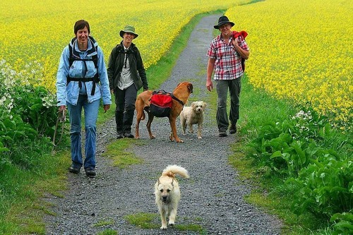 Hundewandern in der Gruppe geführt oder individuell. In Deutschland, in Österreich, in der Slowakei, in Frankreich, in Italien und auf Elba. im Teutoburger Wald