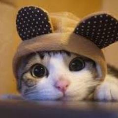 iCuteFeed's profile picture. 