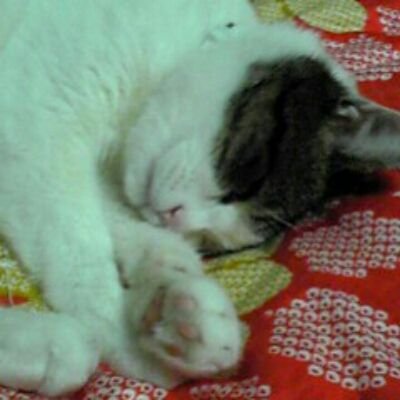 ぼたもちさんのプロフィール画像