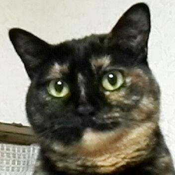 okogeさんのプロフィール画像