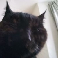 Ludwig O'Neill (@ludwigoneill) 's Twitter Profile