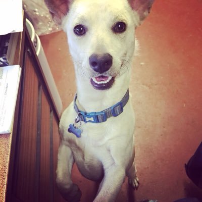 VickiVetNurse's profile picture. 