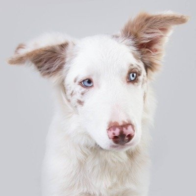 We're a 501c3 non-profit organization working on educating society about deaf dogs. We rescue, train and rehome deaf dogs who are at risk of euthanasia.