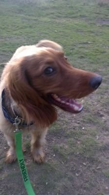 I'm a golden cocker spaniel. I like cheese,  barking,  my humans and sleeping.