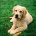 We Rate Dogs (@weratedogs) Twitter profile photo We Rate Dogs (@weratedogs) Twitter profile photo
